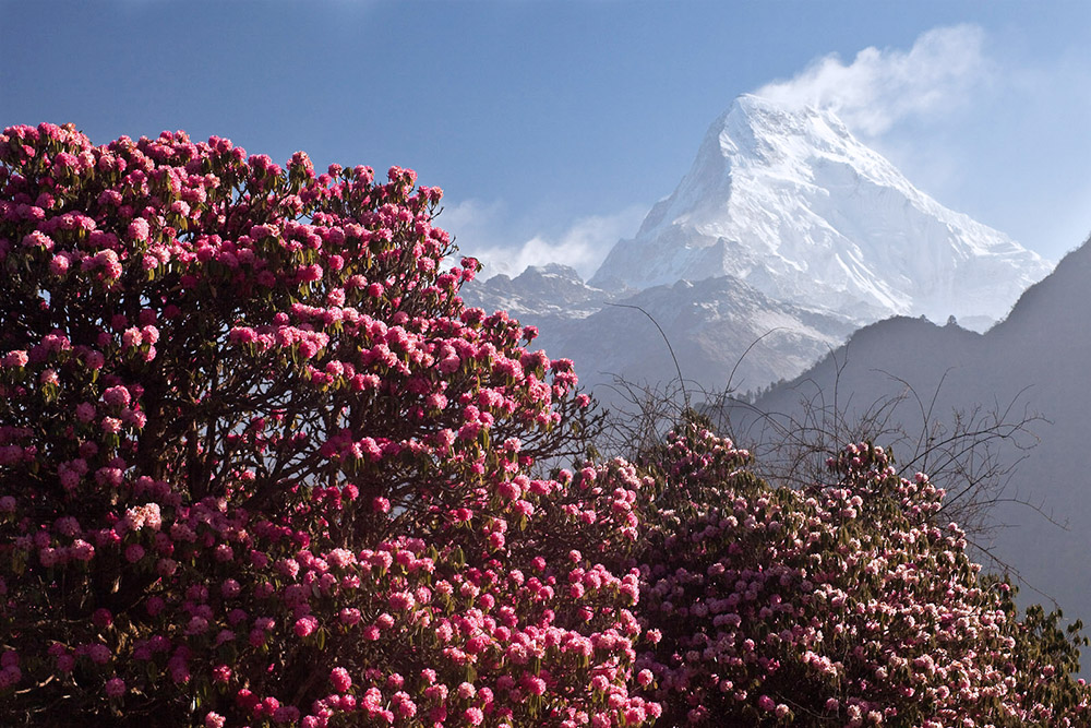 Trek Among Blooming Rhododendrons In Nepal Tibet And Bhutan Inside