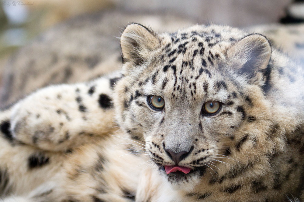 himalayan animals